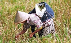 Javanese rice grower